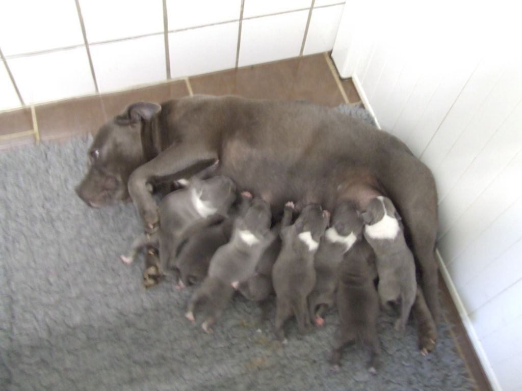 Chiot Staffordshire Bull Terrier Woody's Original