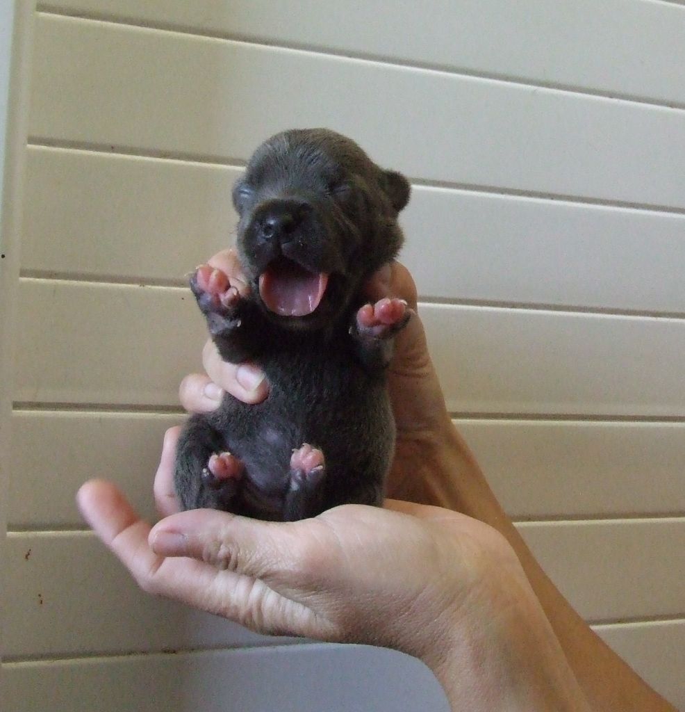 Woody's Original - Chiots disponibles - Staffordshire Bull Terrier