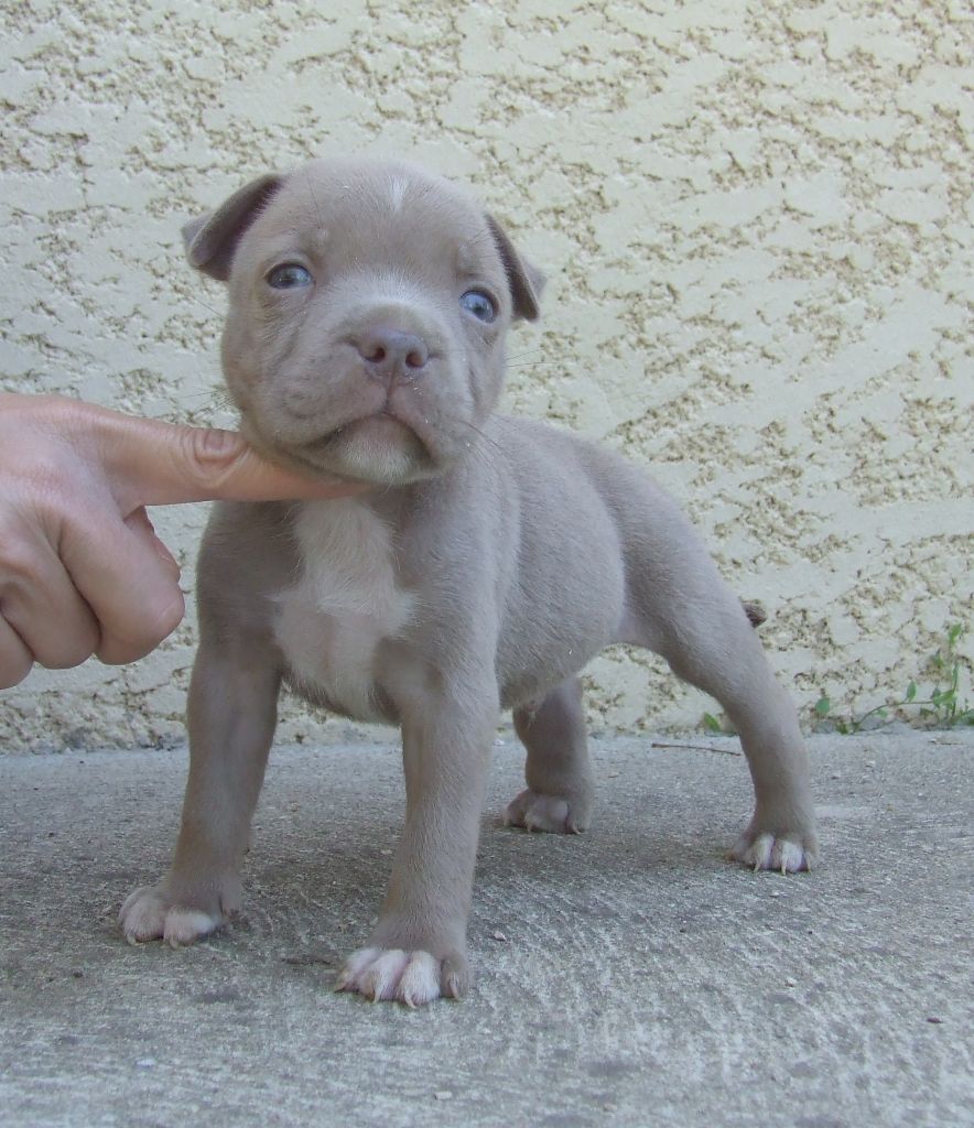 Woody's Original - Chiots disponibles - Staffordshire Bull Terrier