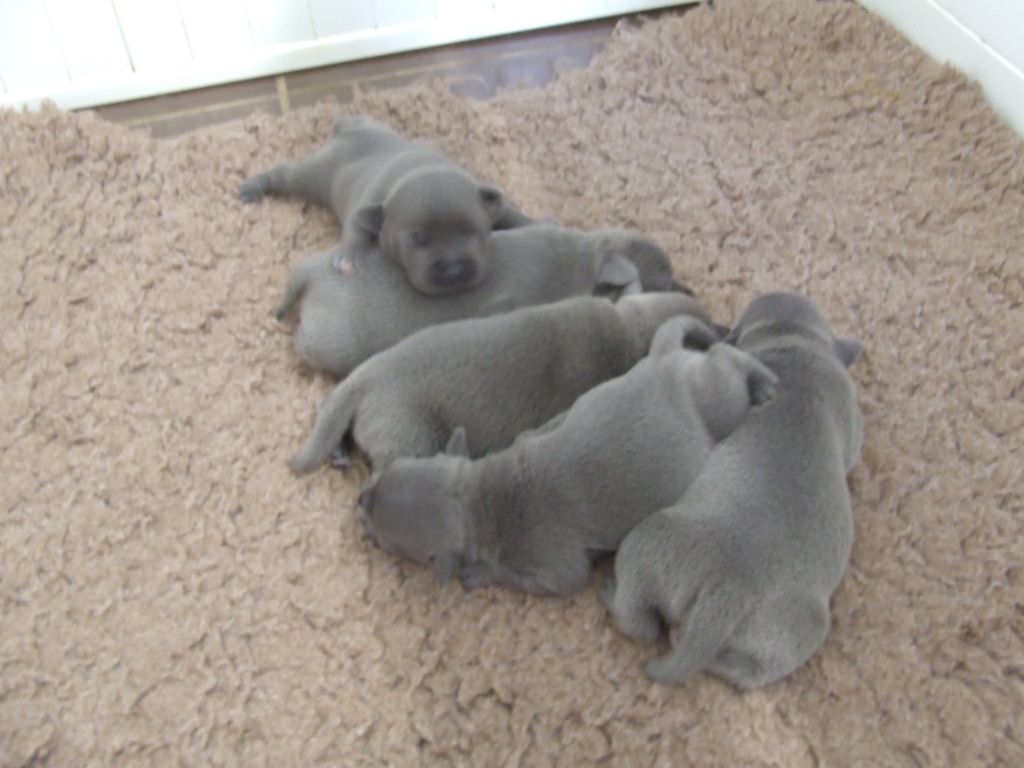 Chiot Staffordshire Bull Terrier Woody's Original