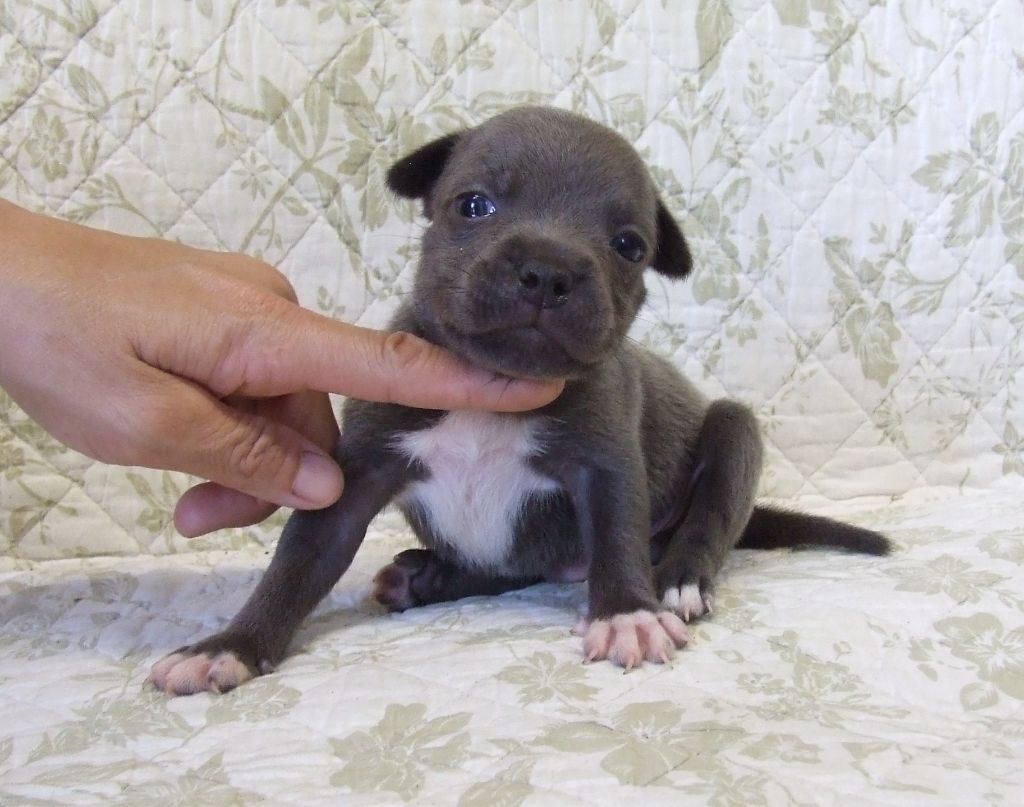 Woody's Original - Chiots disponibles - Staffordshire Bull Terrier