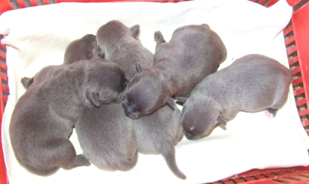 Chiot Staffordshire Bull Terrier Woody's Original