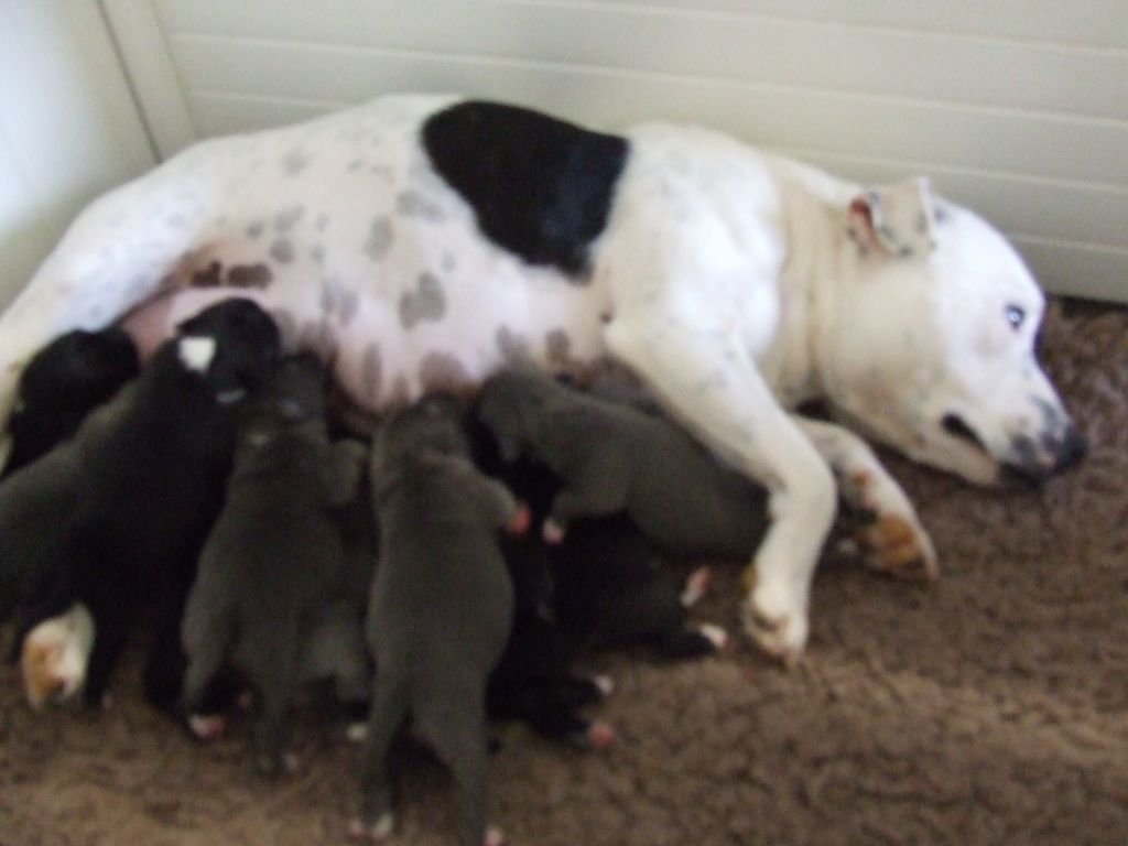 Chiot Staffordshire Bull Terrier Woody's Original