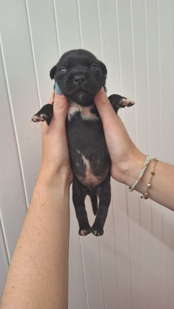 Woody's Original - Chiots disponibles - Staffordshire Bull Terrier