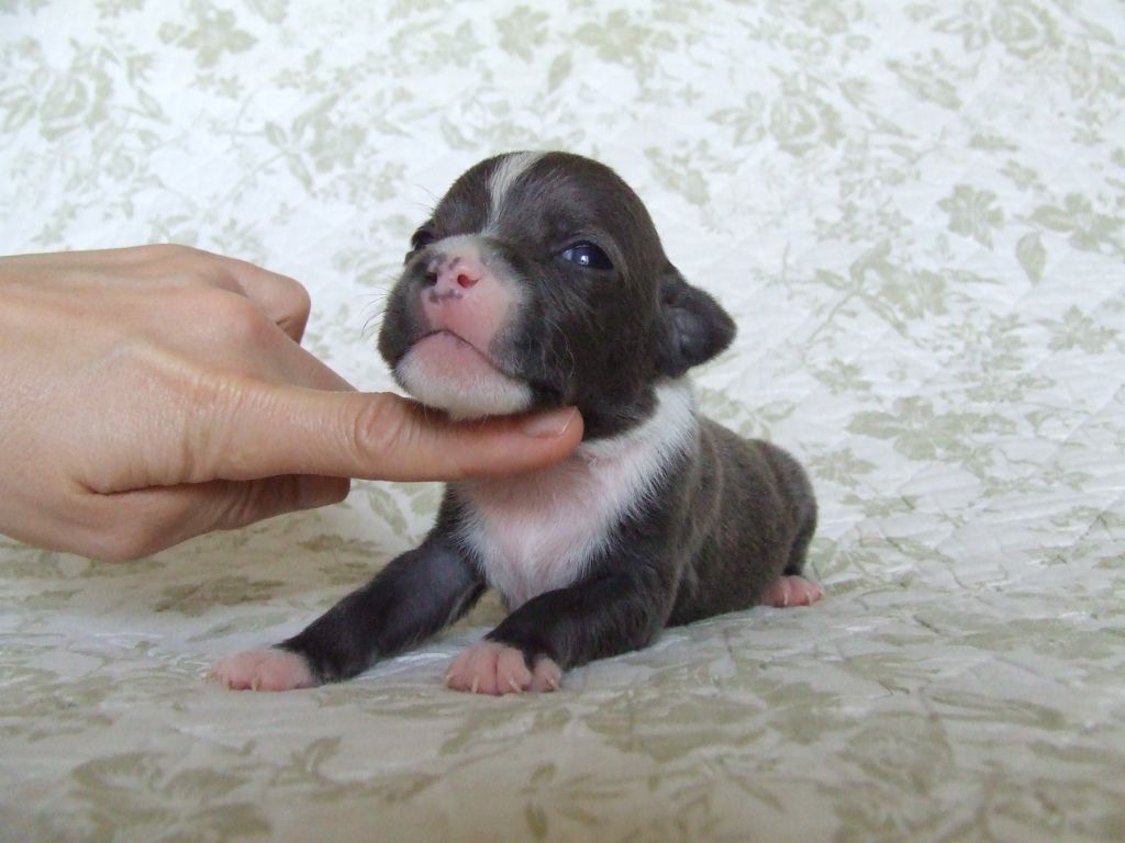 Woody's Original - Chiots disponibles - Staffordshire Bull Terrier