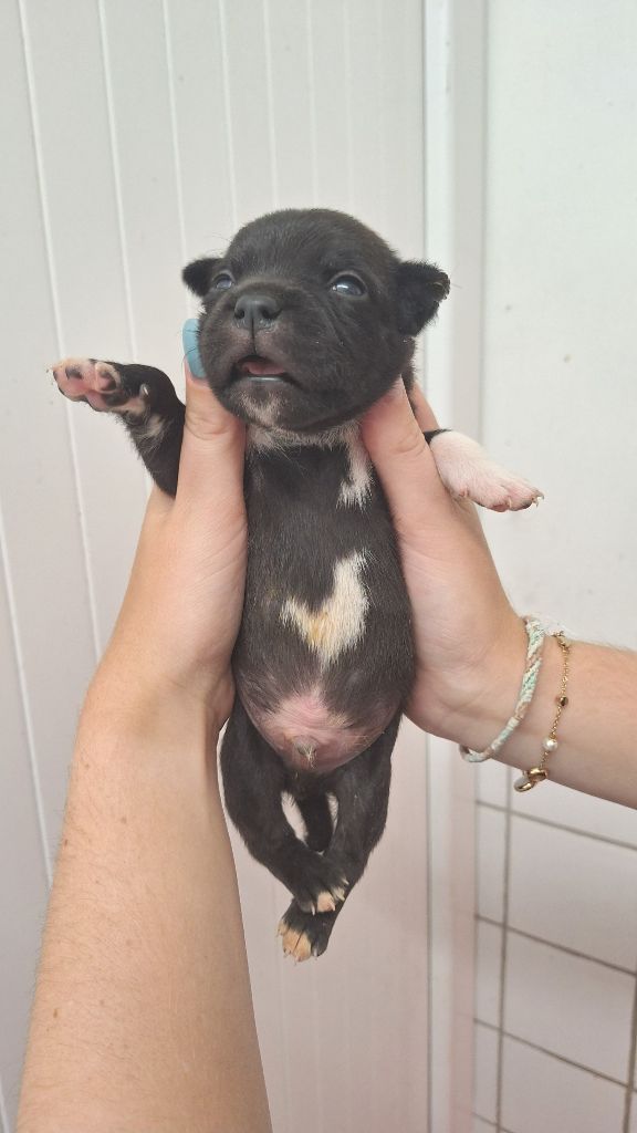 Woody's Original - Chiots disponibles - Staffordshire Bull Terrier