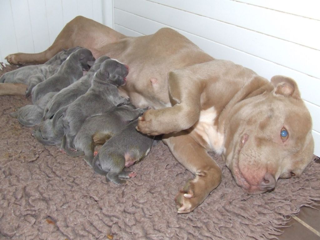 Chiot Staffordshire Bull Terrier Woody's Original
