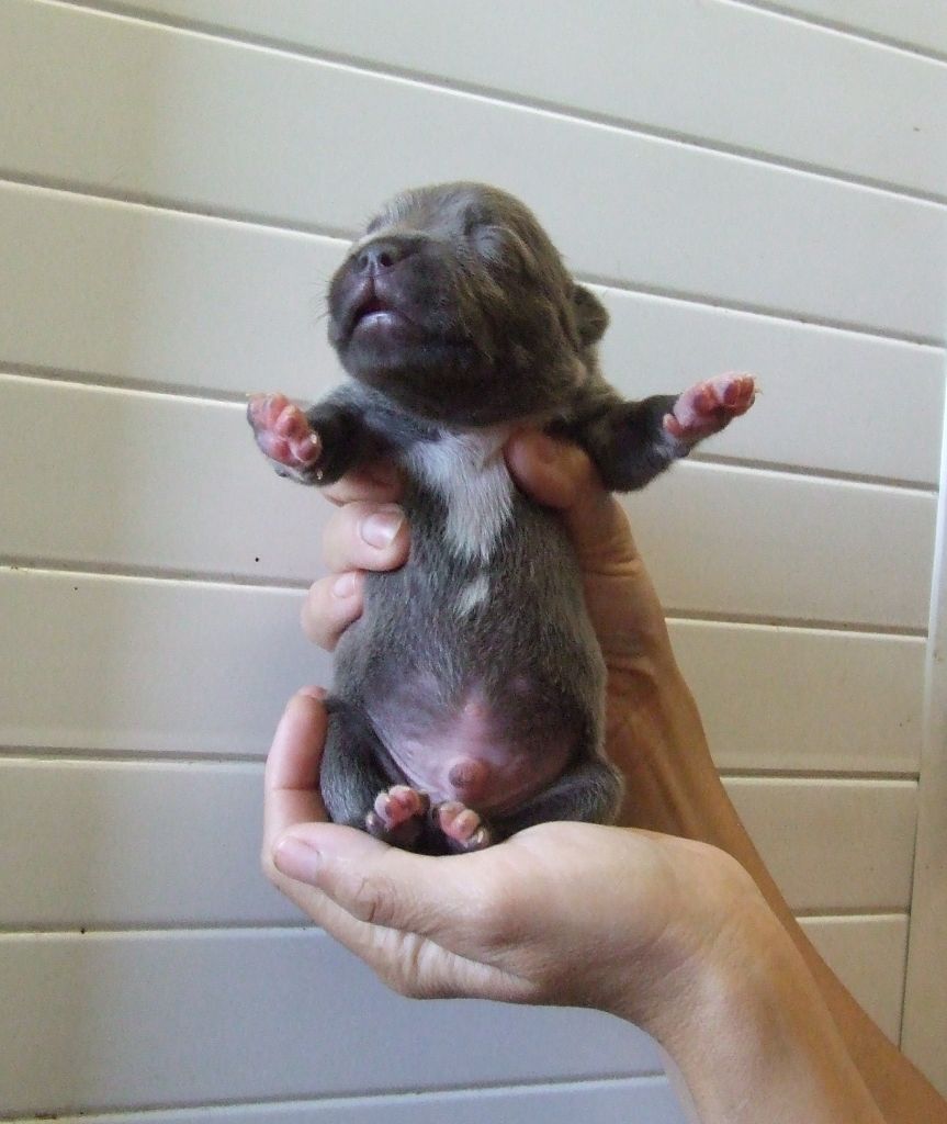 Woody's Original - Chiots disponibles - Staffordshire Bull Terrier
