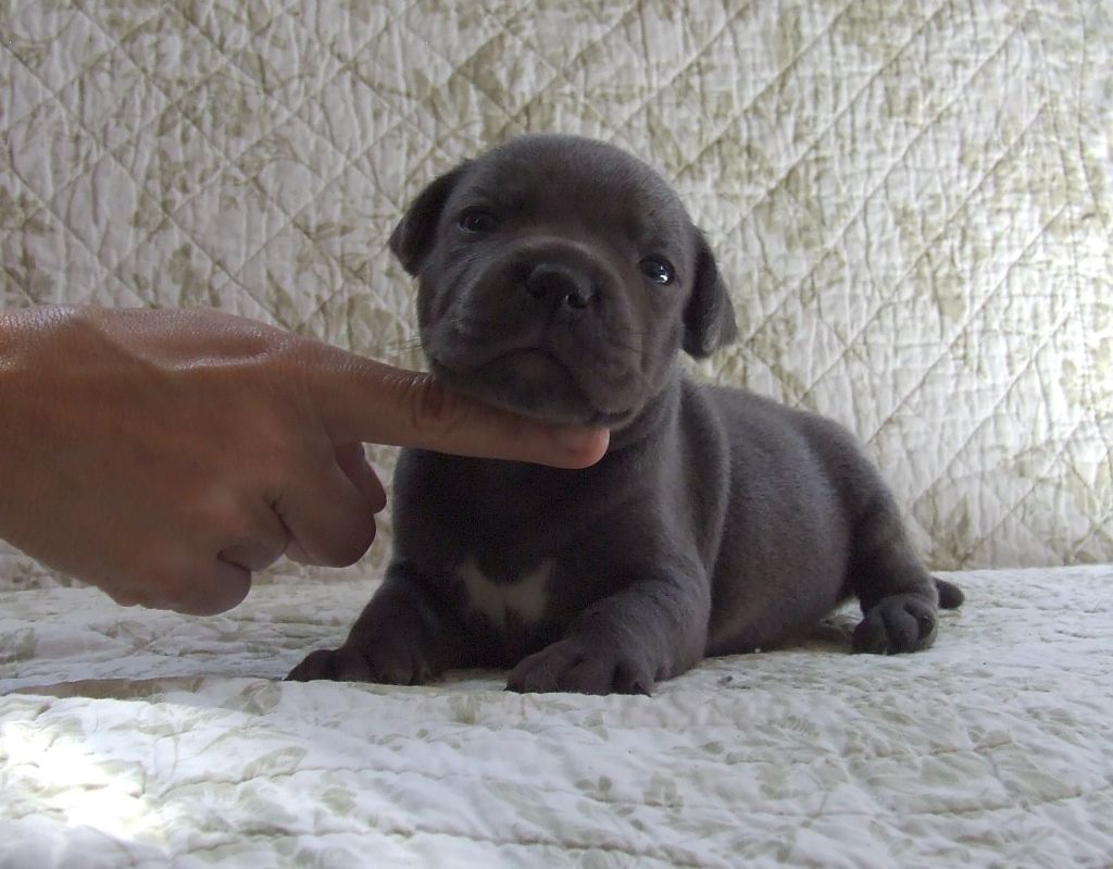 Woody's Original - Chiots disponibles - Staffordshire Bull Terrier