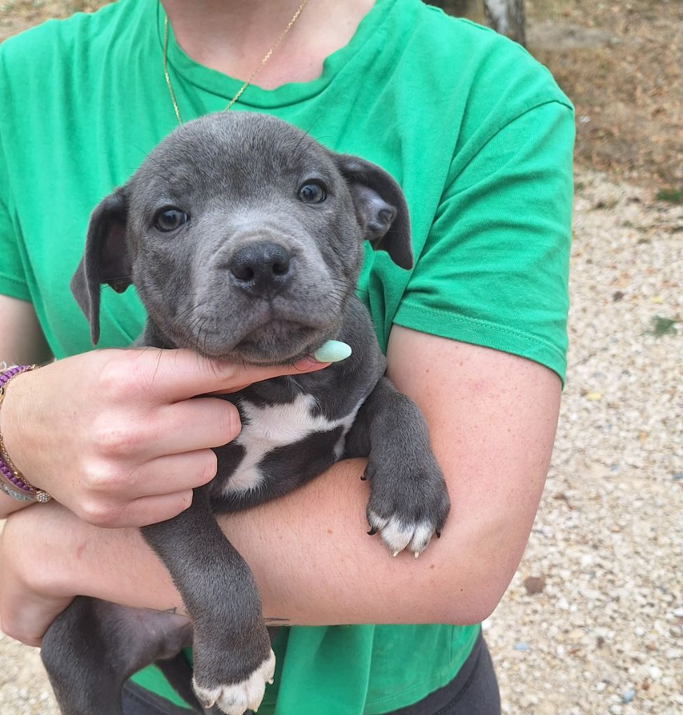 Woody's Original - Chiots disponibles - Staffordshire Bull Terrier