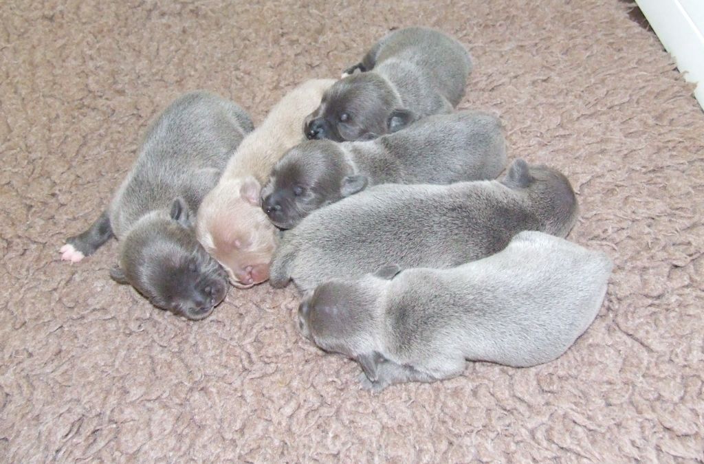 Chiot Staffordshire Bull Terrier Woody's Original
