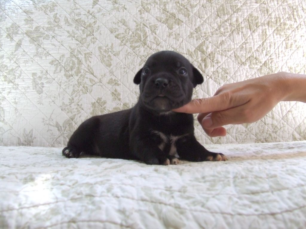Woody's Original - Chiots disponibles - Staffordshire Bull Terrier