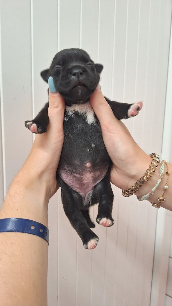 Woody's Original - Chiots disponibles - Staffordshire Bull Terrier