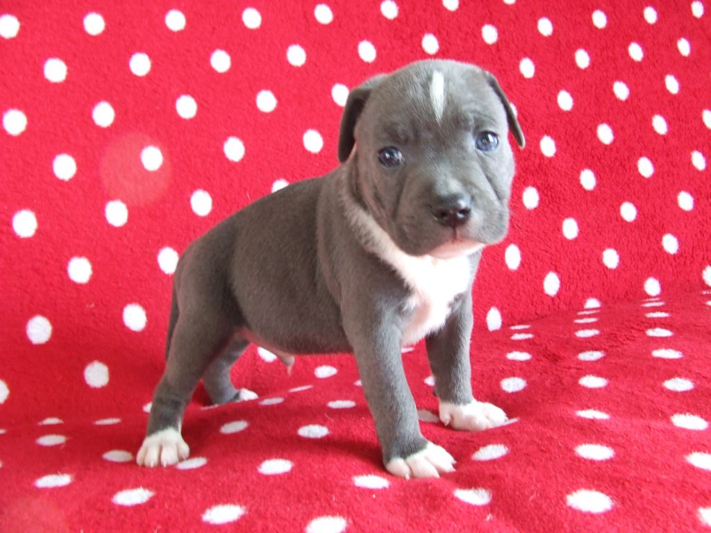 Chiot Staffordshire Bull Terrier Woody's Original