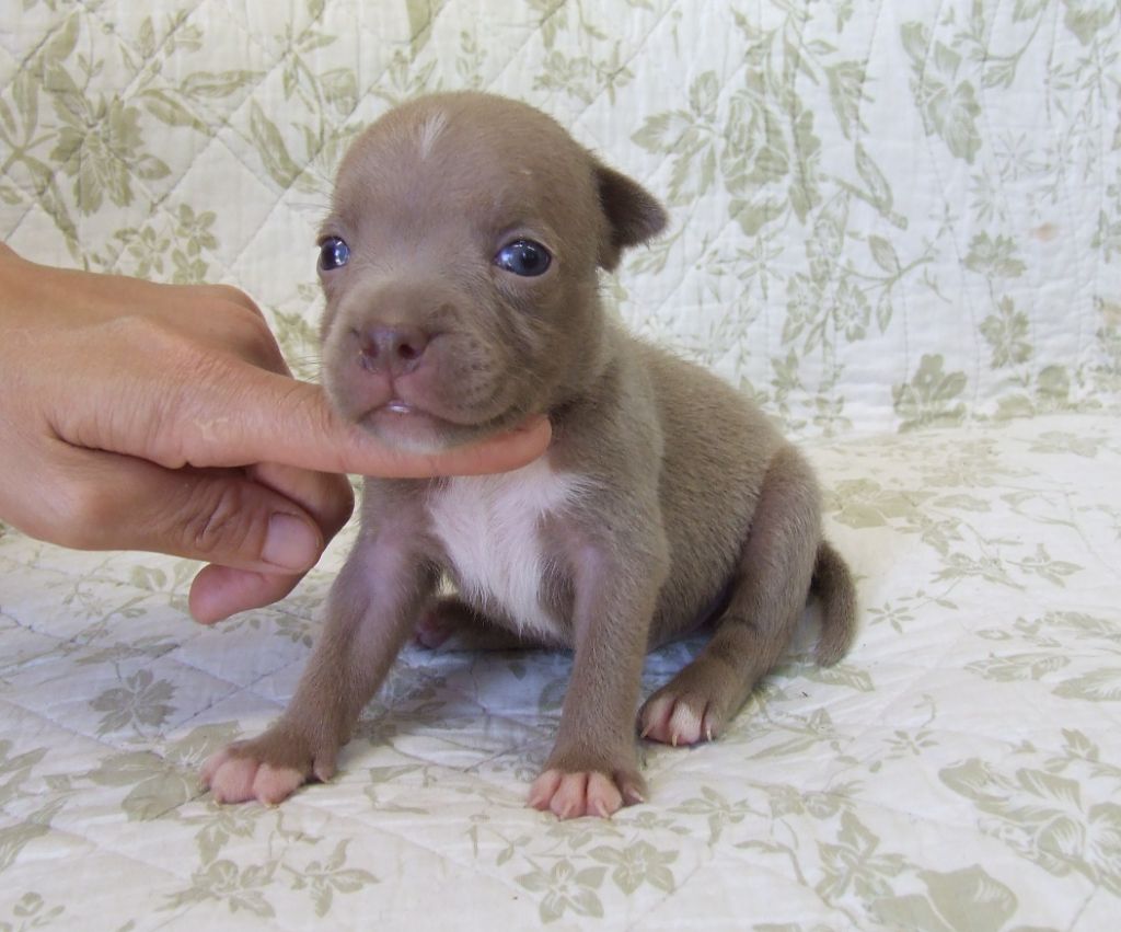 Woody's Original - Chiots disponibles - Staffordshire Bull Terrier