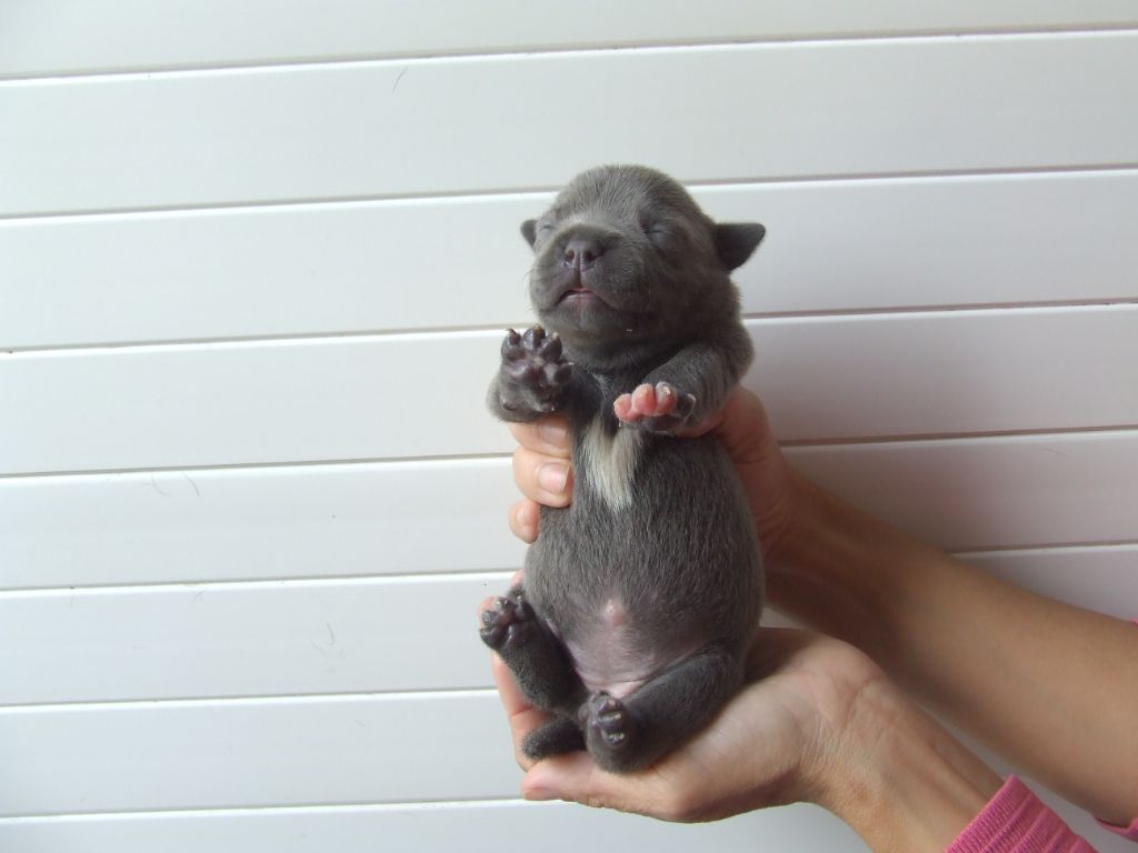 Woody's Original - Chiots disponibles - Staffordshire Bull Terrier