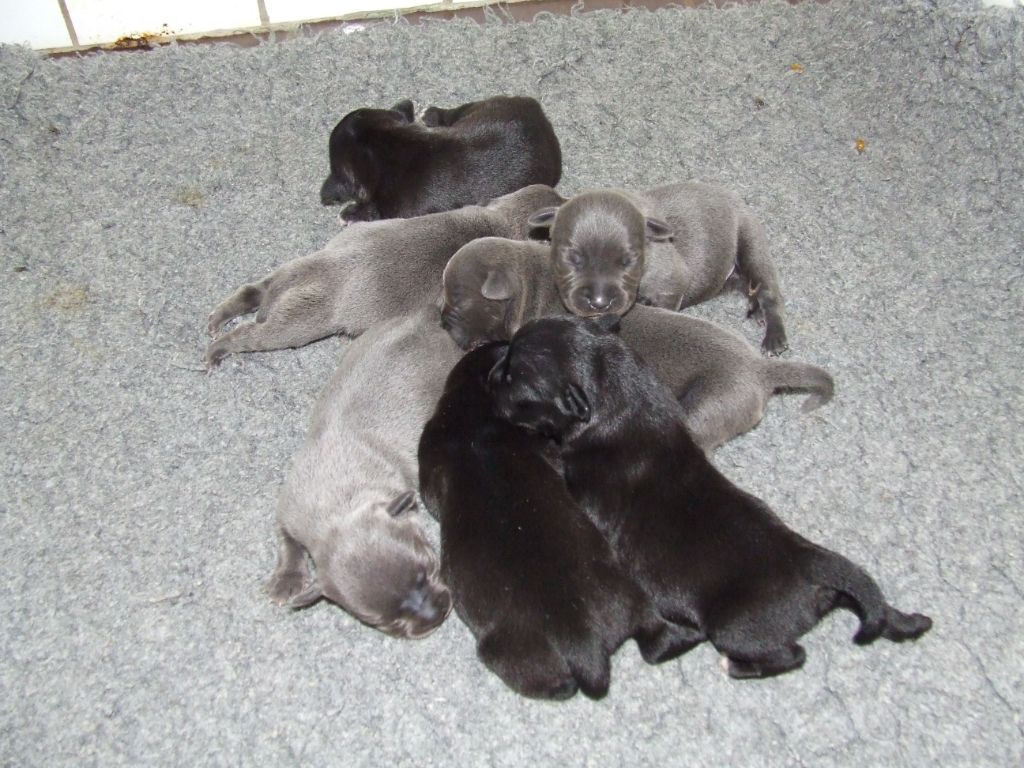 Chiot Staffordshire Bull Terrier Woody's Original