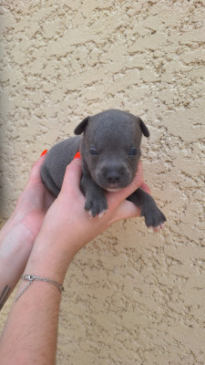 Chiot mâle bleu N3