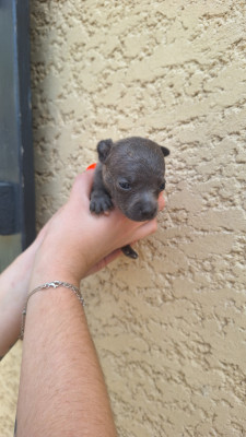 Chiot femelle bleue N6