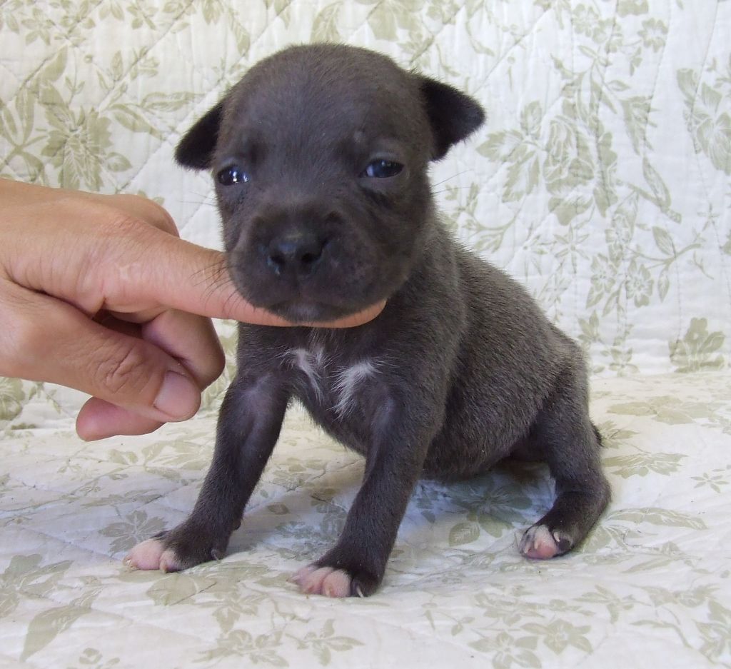 Woody's Original - Chiots disponibles - Staffordshire Bull Terrier