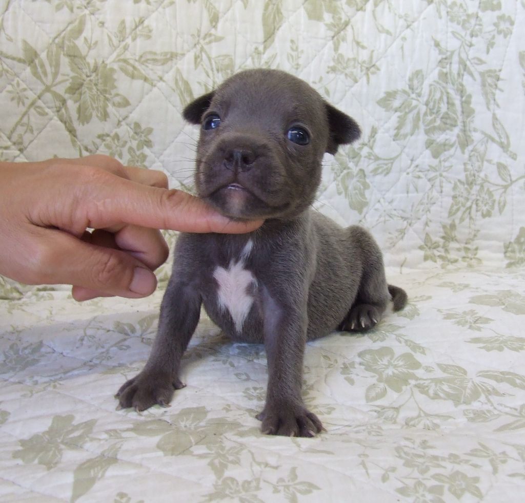 Woody's Original - Chiots disponibles - Staffordshire Bull Terrier