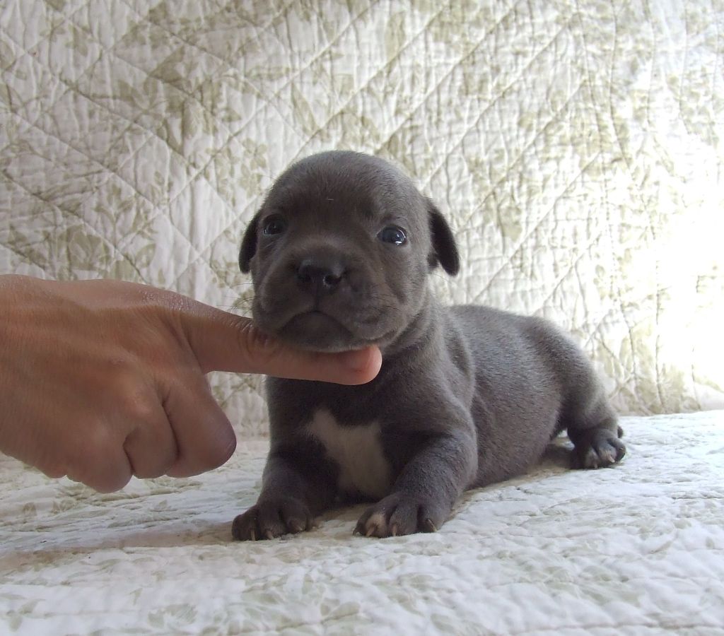 Woody's Original - Chiots disponibles - Staffordshire Bull Terrier