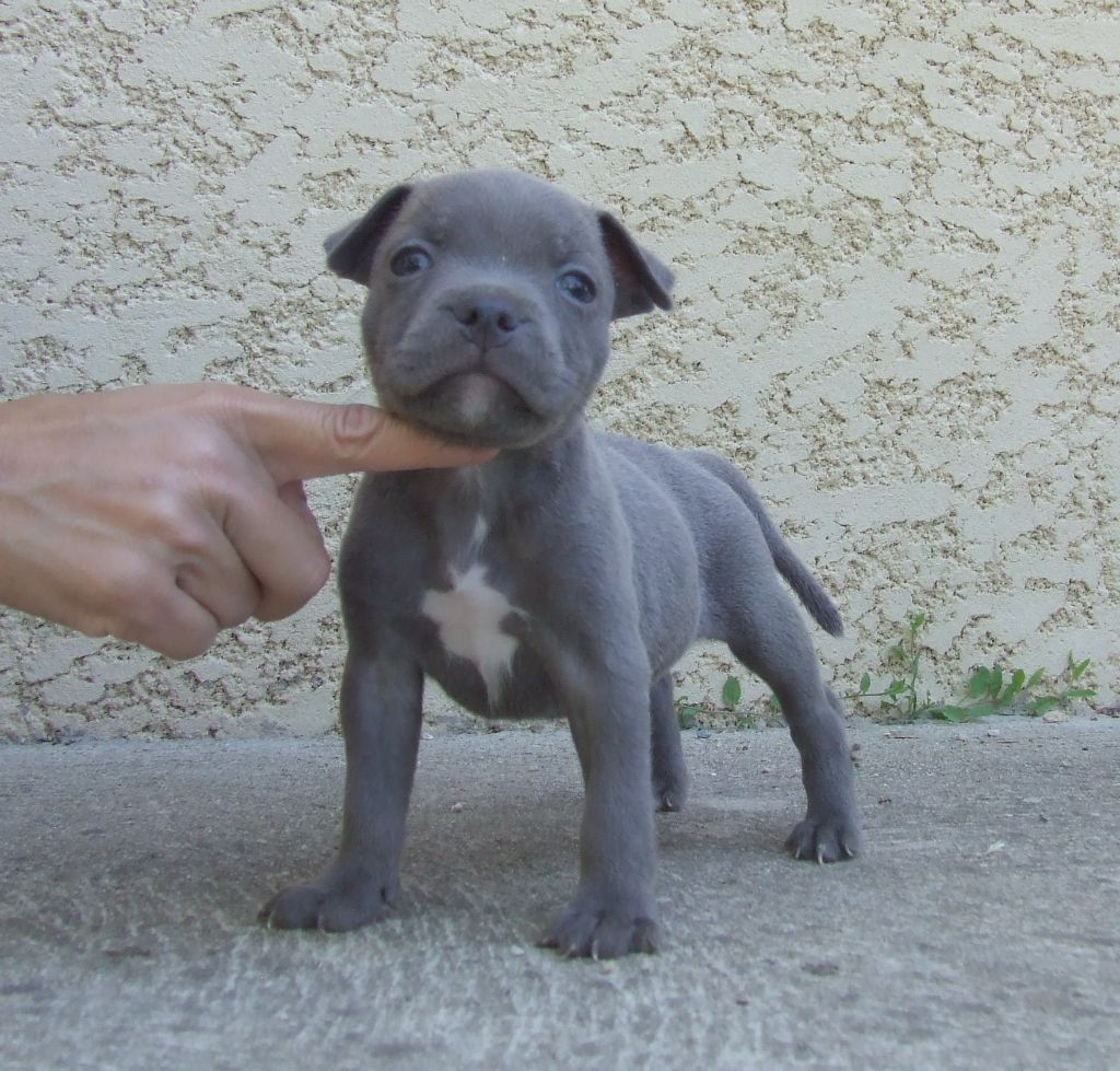 Woody's Original - Chiots disponibles - Staffordshire Bull Terrier