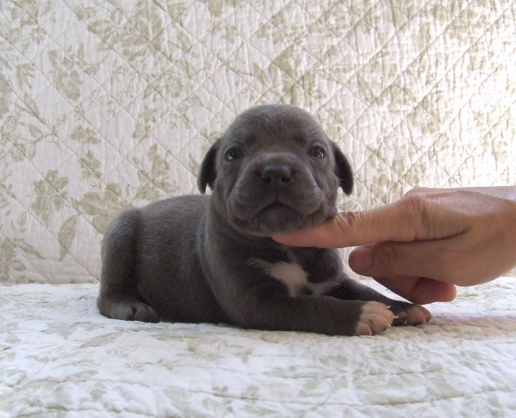 Woody's Original - Chiots disponibles - Staffordshire Bull Terrier