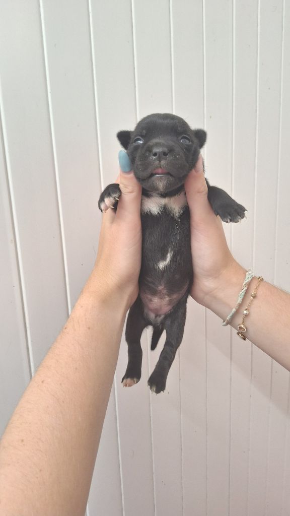 Woody's Original - Chiots disponibles - Staffordshire Bull Terrier