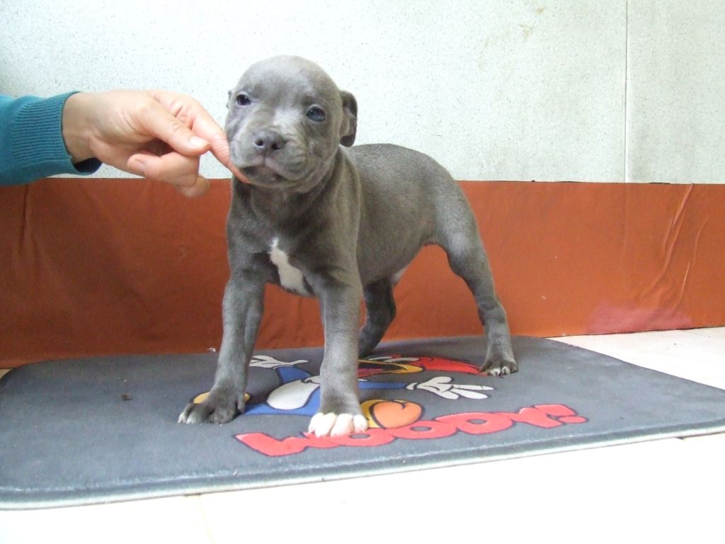 Woody's Original - Chiots disponibles - Staffordshire Bull Terrier