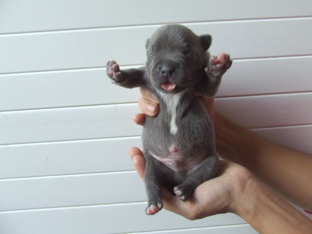 Woody's Original - Chiots disponibles - Staffordshire Bull Terrier