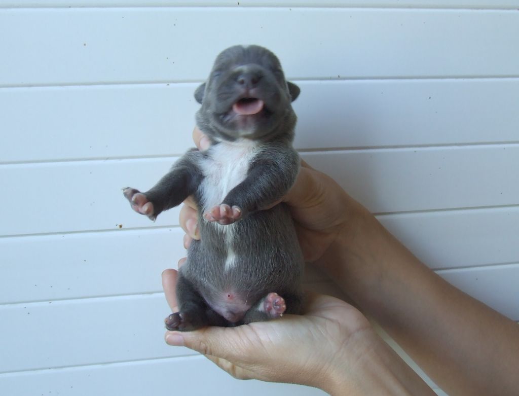 Woody's Original - Chiots disponibles - Staffordshire Bull Terrier