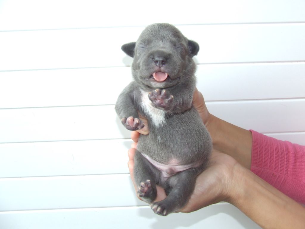 Woody's Original - Chiots disponibles - Staffordshire Bull Terrier