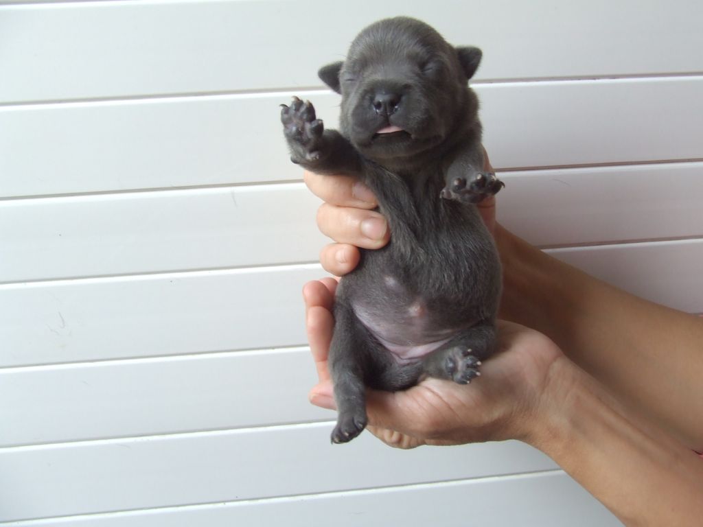 Woody's Original - Chiots disponibles - Staffordshire Bull Terrier