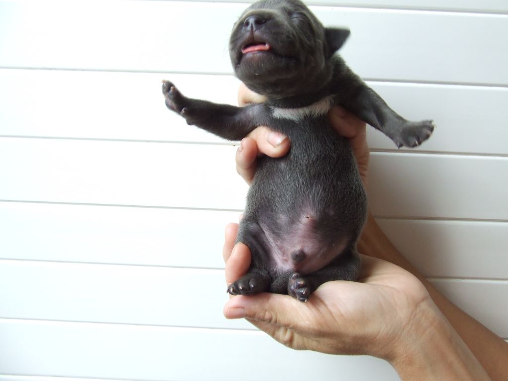 Woody's Original - Chiots disponibles - Staffordshire Bull Terrier