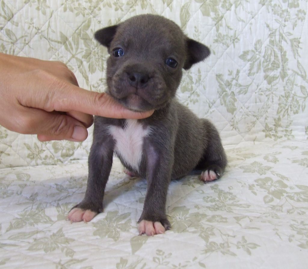 Woody's Original - Chiots disponibles - Staffordshire Bull Terrier