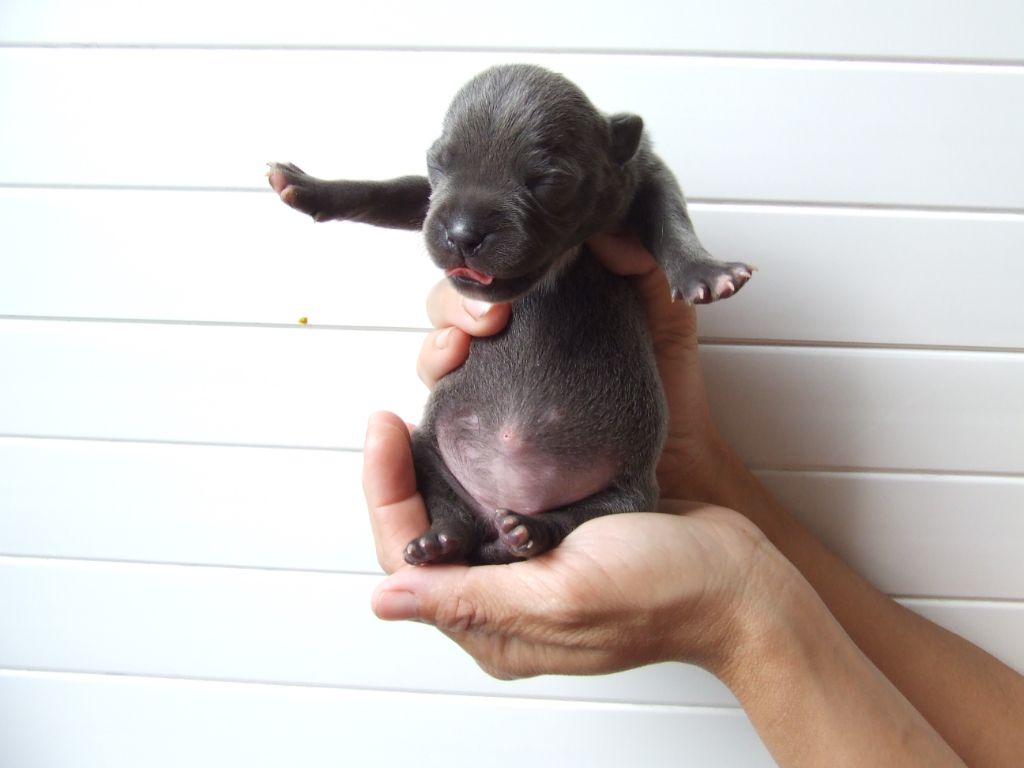 Woody's Original - Chiots disponibles - Staffordshire Bull Terrier