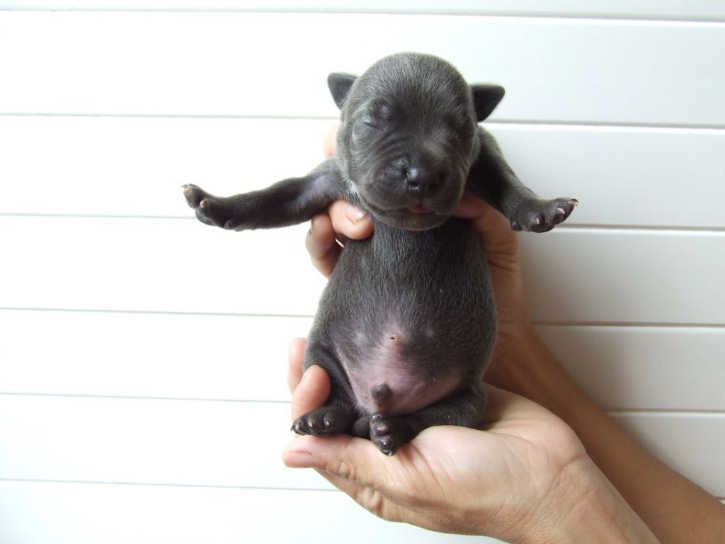 Woody's Original - Chiots disponibles - Staffordshire Bull Terrier