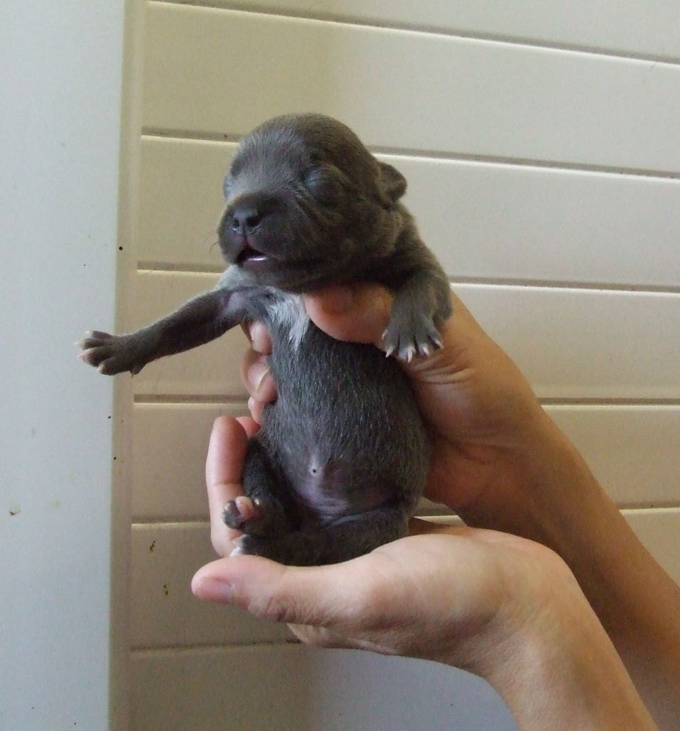 Woody's Original - Chiots disponibles - Staffordshire Bull Terrier