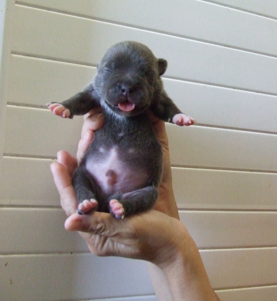 Woody's Original - Chiots disponibles - Staffordshire Bull Terrier