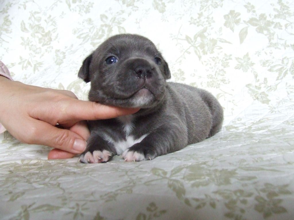 Woody's Original - Chiots disponibles - Staffordshire Bull Terrier