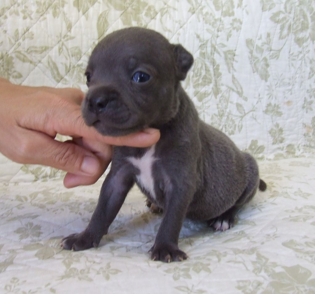 Woody's Original - Chiots disponibles - Staffordshire Bull Terrier