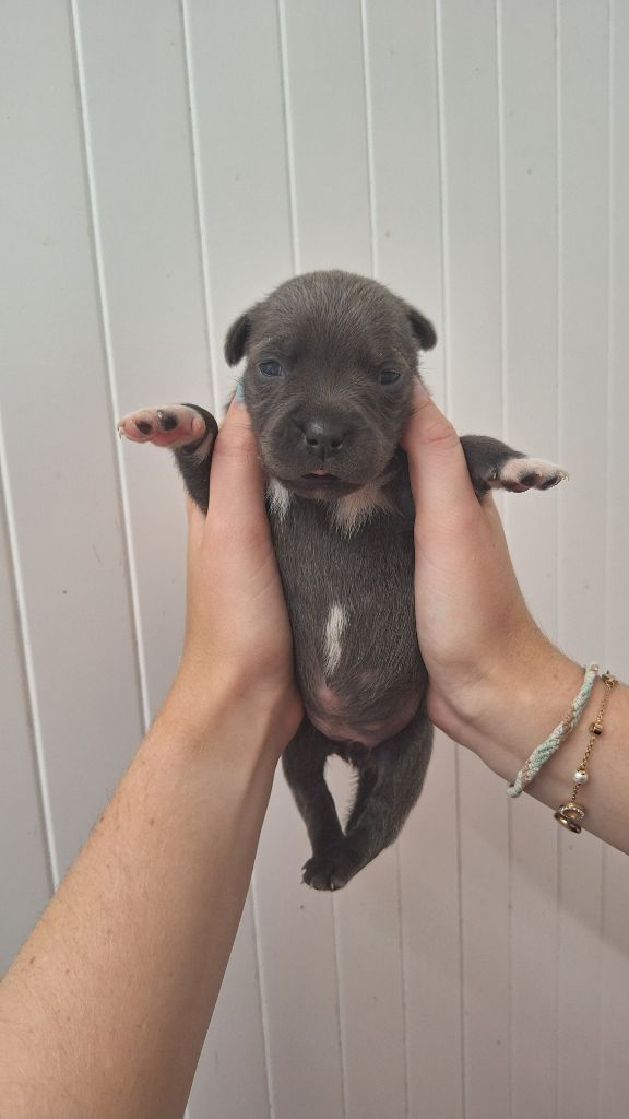 Woody's Original - Chiots disponibles - Staffordshire Bull Terrier